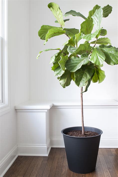 How To Repot A Fiddle Leaf Fig Tree   Room For Tuesday