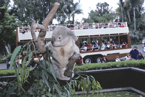 How to Save Money with San Diego Zoo Discount Tickets