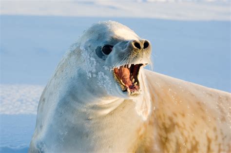 How to see all of Antarctica s seal species