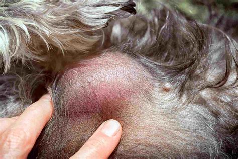 How to Treat Skin Cancer in Dogs