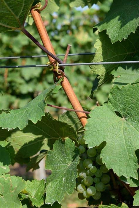 How To Trellis Grape Vines So They Produce Fruit For 50+ Years