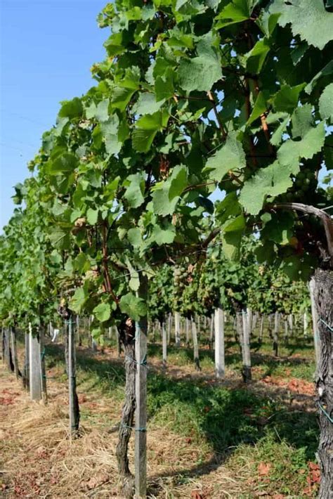 How To Trellis Grape Vines So They Produce Fruit For 50+ Years