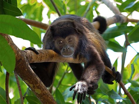 Howler Monkey  alouatta Caraya  Resting, Costa Rica ...