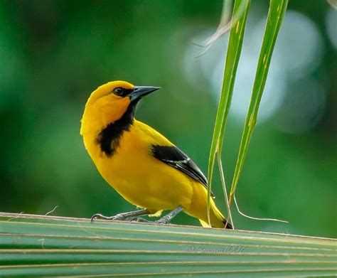 Hoy, Día Mundial de la Observación de Aves | EL PILÓN