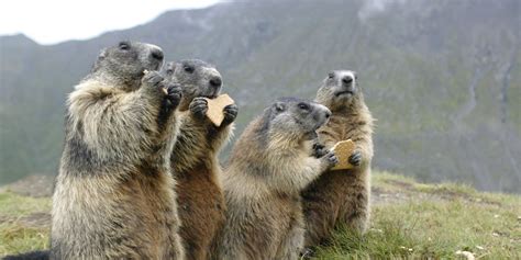 Hoy es el día de la marmota