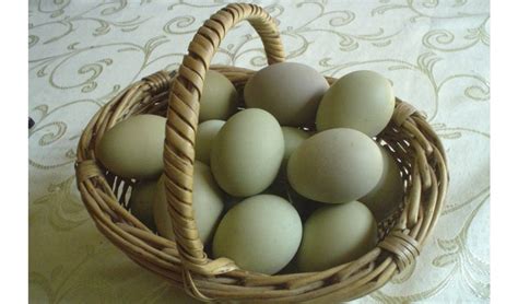Hoy, huevos verdes y de avestruz – Socompa