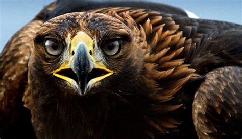 Hoy se celebra el Día Nacional del Águila Real