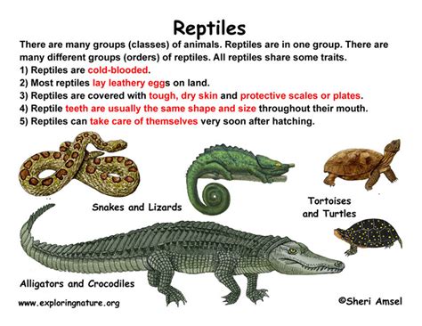 http://www.exploringnature.org/graphics/Reptiles_K2_72.jpg ...