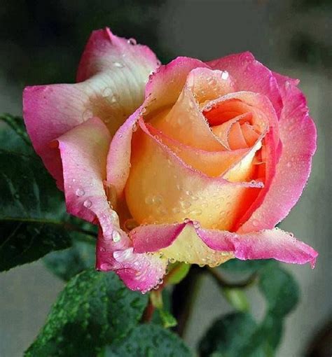 https://www.facebook.com/mi.jardin.de.rosas/photos/a.252423191462375. ...