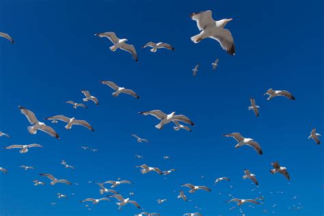 https://www.twin loc.fr Morocco   Essaouira   Seagulls in ...