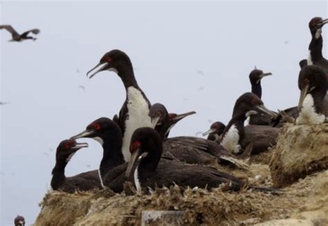 Huarmey: descubren más de 400 aves marinas muertas presuntamente para ...