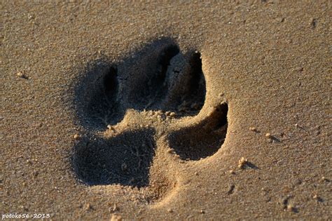 Huella de perro en la orilla de la playa | Galería de ...