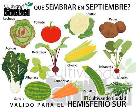 Huerta en casa: qué sembrar en primavera | Supercampo