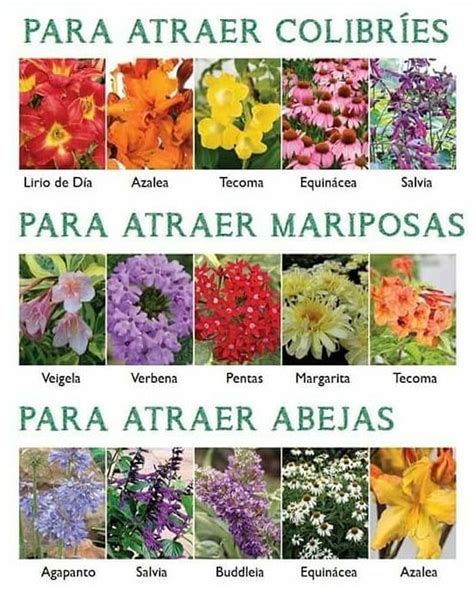 Huerta Jardín Mágico en Instagram: “15 plantas florales ...