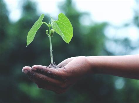 Huerta para impacientes: 11 plantas que crecen rápido