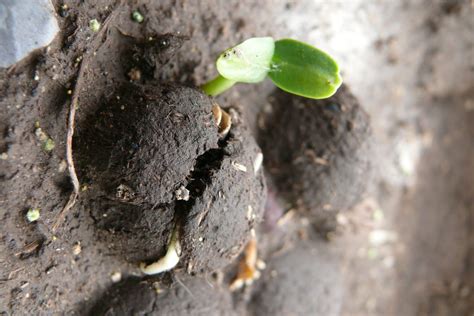 Huerto en casa: Como plantar semillas   Huerto.Bio