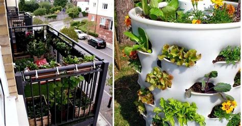 Huerto urbano con materiales reciclados | Plantas