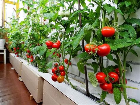 Huerto urbano en el balcón   6 verduras y consejos para ...