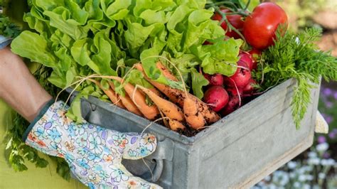 Huerto urbano: Estas son las 3 hortalizas más fáciles de cultivar en ...
