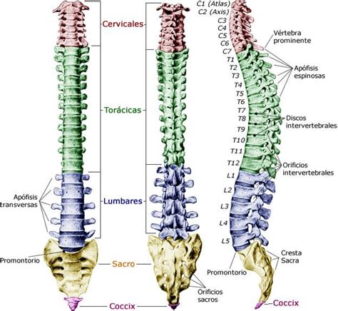 Huesos de la columna vertebral | Anatomia humana huesos ...