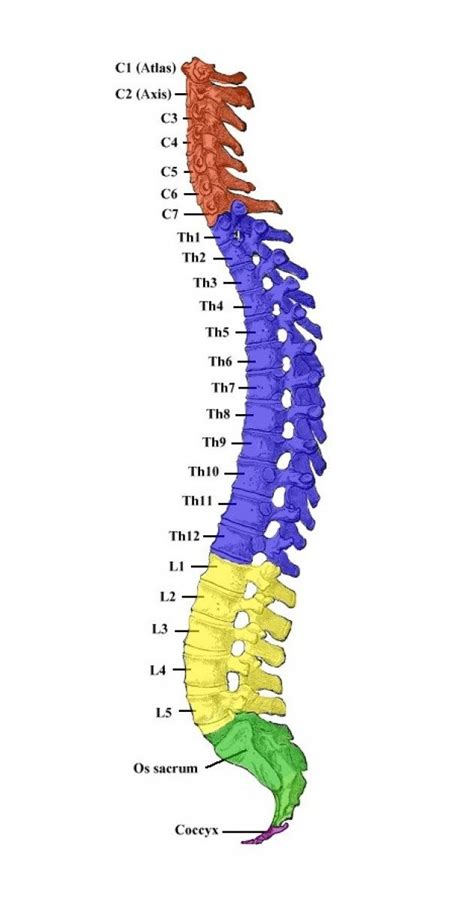 Huesos de la Columna Vertebral | Cirugía de Columna