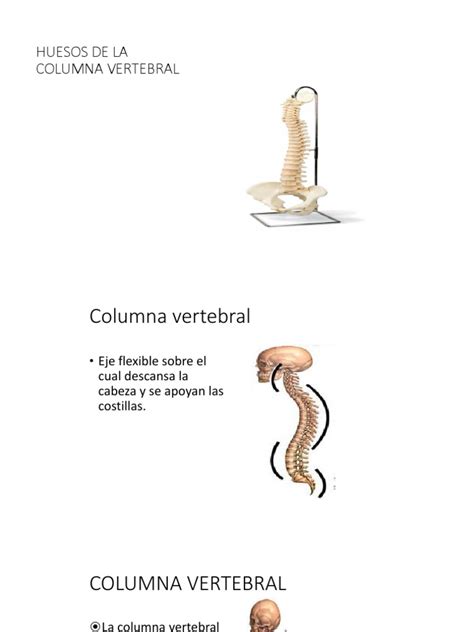 Huesos de La Columna Vertebral