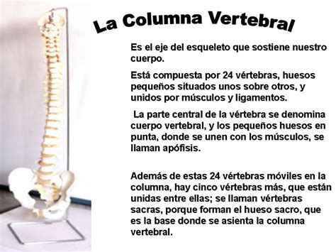 Huesos de la columna vertebral.   Sistema óseo.