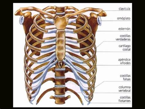 Huesos del cuerpo