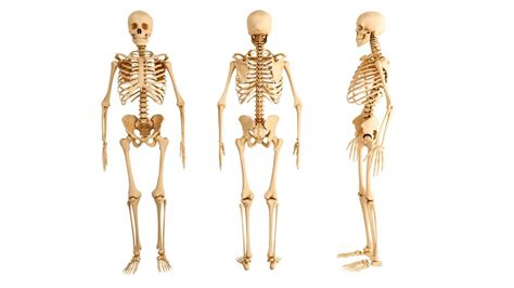 Huesos largos: ¿qué son? Anatomía, función ...
