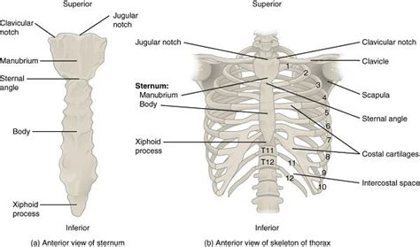 Huesos planos: función y tipos   Lifeder