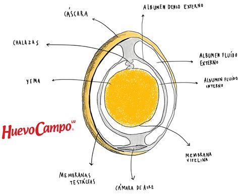 Huevo Campo | El Huevo