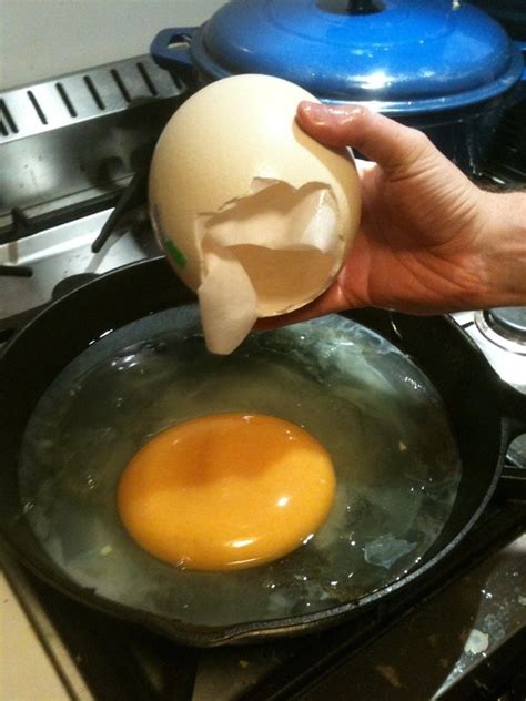 Huevo de avestruz Guatemala – Venta de huevos por mayor en ...