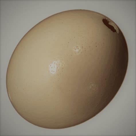 Huevo de avestruz natural vacio   Comprar en Tienda Online ...