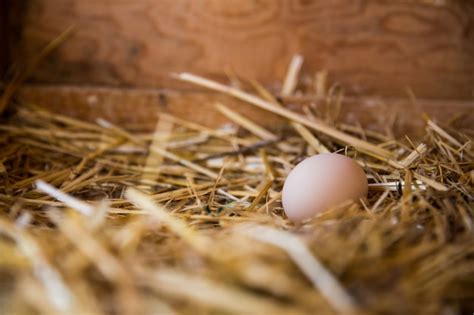 Huevo marrón en un nido | Foto Premium