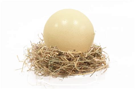 Huevos de Avestruz, compra aquí el huevo de AVESTRUZ más ...
