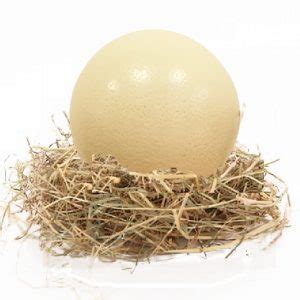 Huevos de Avestruz, compra aquí el huevo de AVESTRUZ más ...