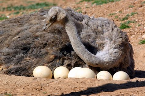 Huevos de avestruz contienen información genética de hace ...