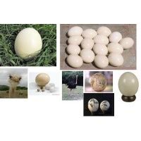 Huevos de Avestruz Decoracion | Avestruces