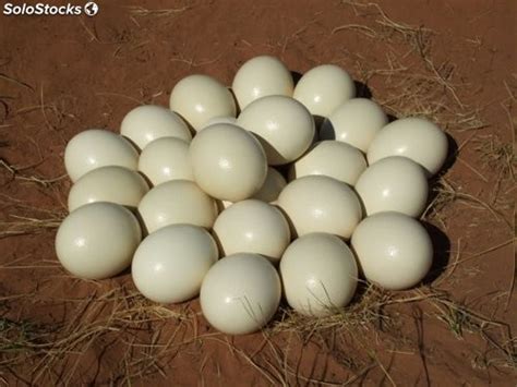 Huevos de avestruz fértiles y pollos de avestruz disponibles