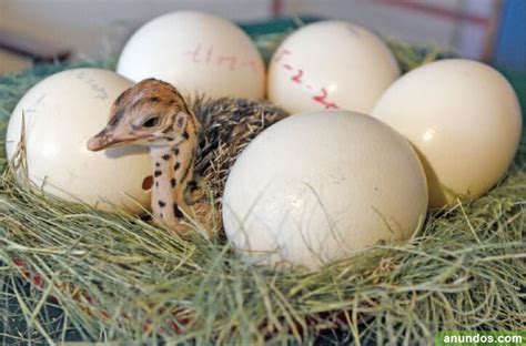 Huevos de avestruz frescos y fértiles, huevos de emú y ...