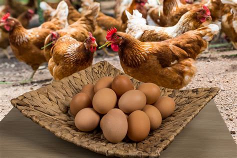 Huevos de campo de gallinas con libre pastoreo ...