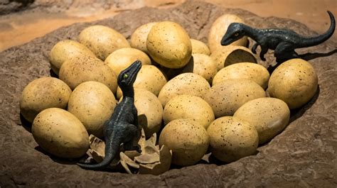 Huevos de dinosaurio de 65 millones de años encontrados en China | La ...