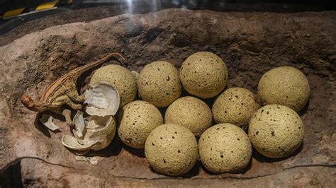 ¿Huevos de dinosaurio eran suaves? Estos fósiles lo indican | GQ México ...