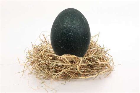 Huevos de emu, ¿Has visto un huevo de color verde oscuro?