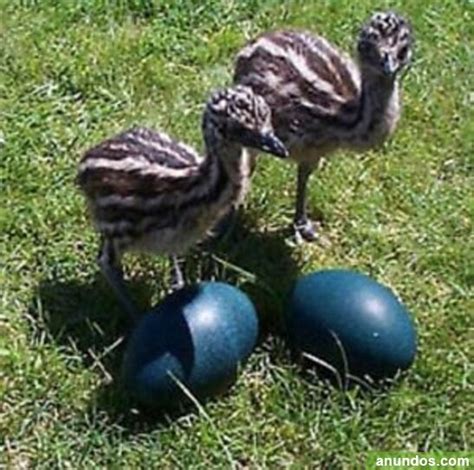 Huevos de emú, huevos de avestruz,Nandu loros y loros   Abanto