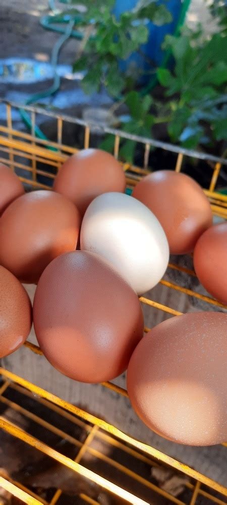 Huevos De Gallina Feliz | Mercado Libre