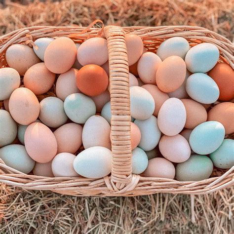 Huevos de Gallina Feliz y de Colores Bandeja 30 unidades | Granja Hakuna