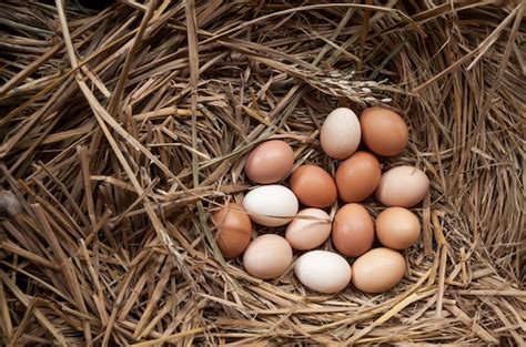 Huevos de gallina frescos con nido | Foto Premium