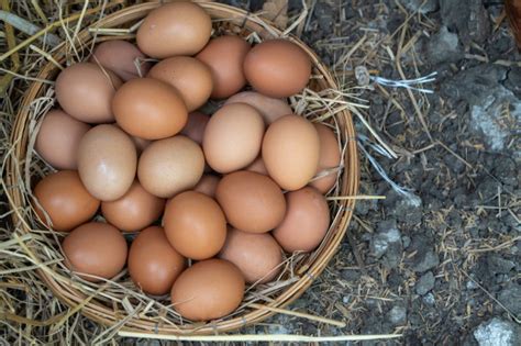 Huevos de gallina frescos en la canasta en el suelo después de que los ...