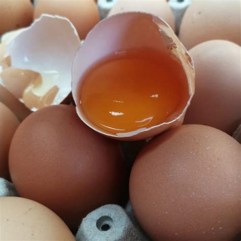 Huevos de gallina libre color  30 Unidades    Bulmor
